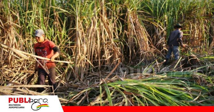 Demoras en el inicio de la zafra ponen en riesgo la producción/ Foto: Internet