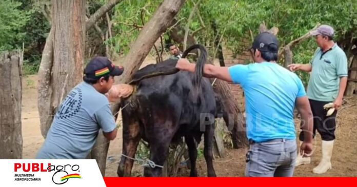 Pampagrande apuesta por la innovación/ Foto: Gobierno Municipal de Pampa Grande