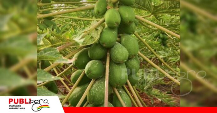 FOTO NOTAS WEB - 2026-07-24T114428.866 Productores de papaya deben intensificar el monitoreo/ Foto: Internet