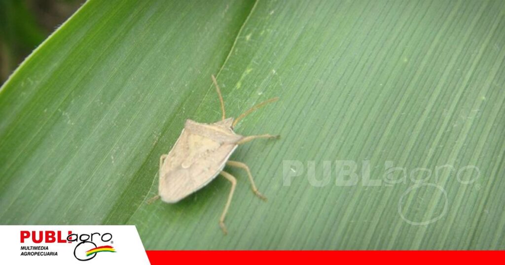 Un pequeño insecto que puede generar grandes pérdidas/ Foto: Internet