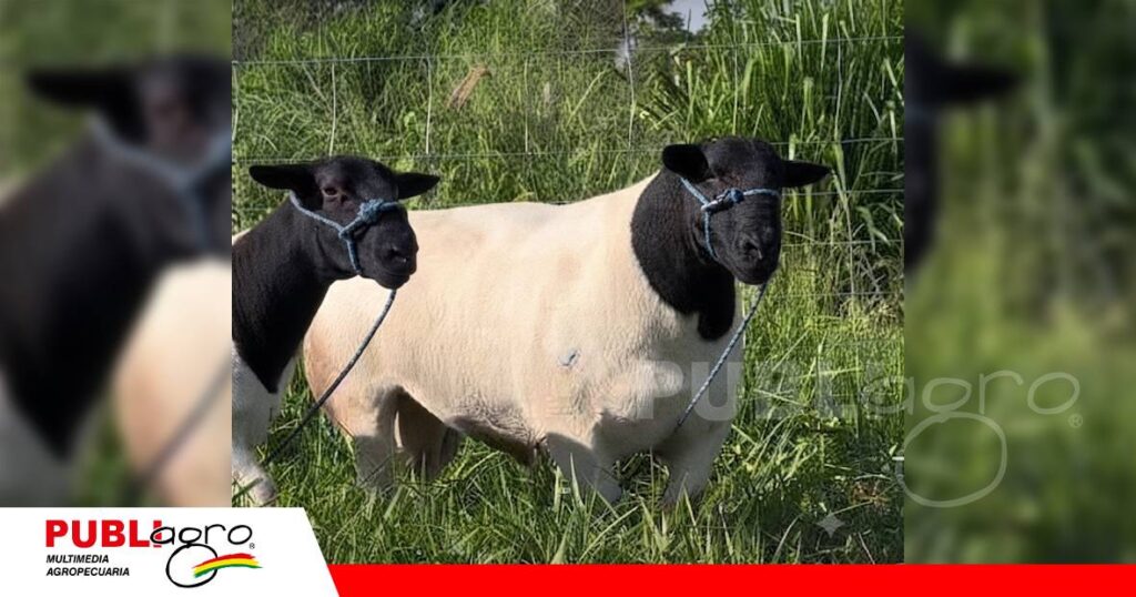 Raza adaptada a climas secos y cálidos/ Foto: Internet