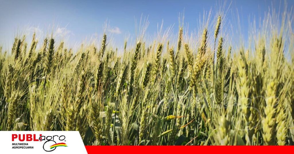 FOTO NOTAS WEB - 2026-07-24T174015.467 La cosecha de trigo comienza a fines de julio/ Foto: Publiagro