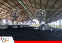 Compost barn: el salto tecnológico de Las Maras hacia una lechería más eficiente Compost barn sistema intensivo en la ganadería lechera/ Foto: Publiagro