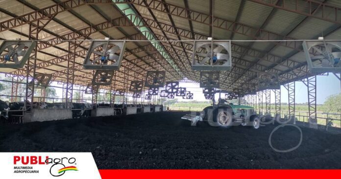 Compost barn sistema intensivo en la ganadería lechera/ Foto: Publiagro