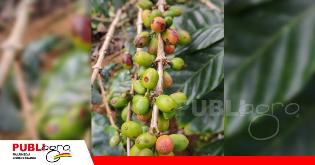 La antracnosis gana importancia en zonas productoras de Bolivia/ Foto: Internet