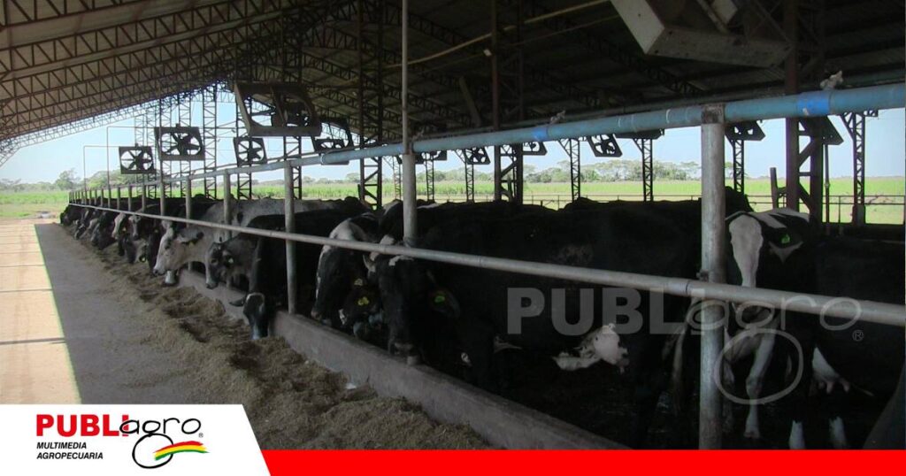 El sistema compost barn combina confort, nutrición y manejo/ Foto: Publiagro