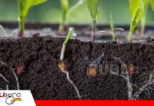 Profundidad de siembra: el primer paso para una germinación exitosa en los suelos de Santa Cruz El contacto adecuado entre semilla y suelo permite una germinación más eficiente y un desarrollo radicular vigoroso. / Foto: Internet