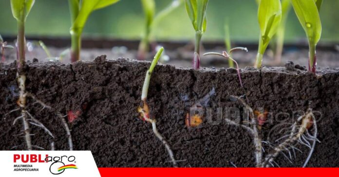 El contacto adecuado entre semilla y suelo permite una germinación más eficiente y un desarrollo radicular vigoroso. / Foto: Internet