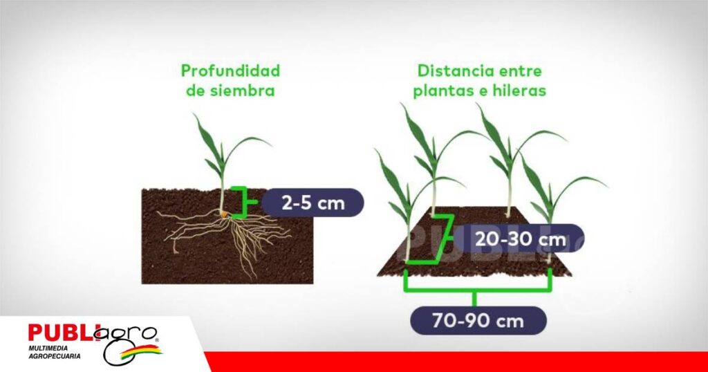 Las plántulas que emergen al mismo tiempo aprovechan mejor los recursos y expresan mayor potencial productivo. / Foto: Internet