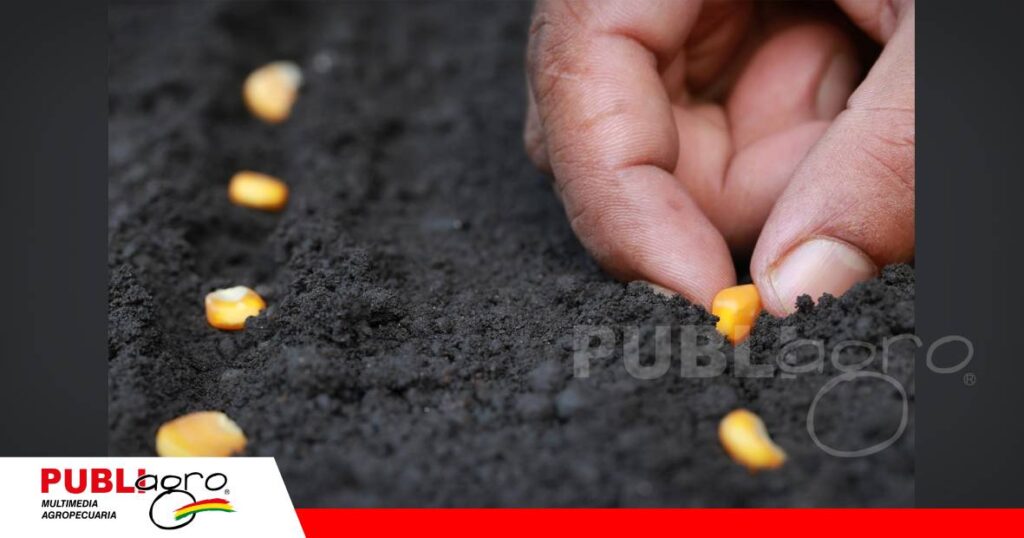 La correcta profundidad de siembra favorece una emergencia uniforme y un mejor establecimiento del cultivo. / Foto: Internet