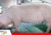 Más lechones, más eficiencia y mejor carne: el desafío genético del sector porcino El salto genético de la carne de cerdo/ Foto: Publiagro