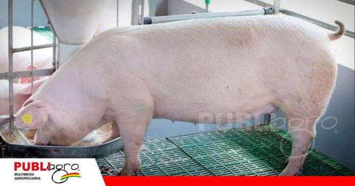 FOTO NOTAS WEB (27) El salto genético de la carne de cerdo/ Foto: Publiagro