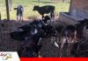 Plan Kaliber: la crianza de terneras, la clave para un rebaño lechero más productivo y rentable El futuro de la vaca lechera se construye desde la ternera/ Foto: Publiagro