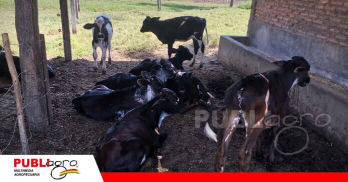 El futuro de la vaca lechera se construye desde la ternera/ Foto: Publiagro