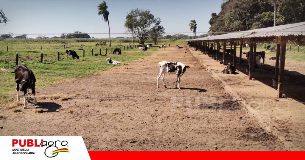 Una buena crianza de terneras garantiza el potencial productivo del rebaño/ Foto: Publiagro