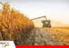 ANAPO exige garantizar el diésel para evitar pérdidas en la campaña agrícola de invierno La falta de diésel pone en alerta a los productores agrícolas/ Foto: Anapo