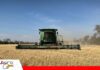 ANAPO alerta que la siembra de trigo cayó a su nivel más bajo en 30 años Bolivia produce apenas el 10% del trigo que consume/ Foto: Anapo