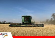 ANAPO alerta que la siembra de trigo cayó a su nivel más bajo en 30 años Bolivia produce apenas el 10% del trigo que consume/ Foto: Anapo
