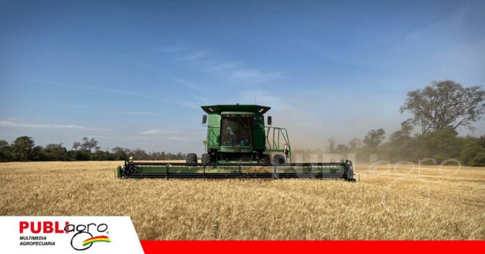 Bolivia produce apenas el 10% del trigo que consume/ Foto: Anapo