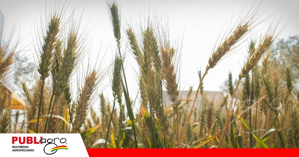 La producción de trigo se reduce y crece la importación/ Foto: Anapo