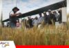 El trigo vuelve a ser protagonista con una jornada de innovación y tecnología El Día Nacional del Trigo mostrará las últimas innovaciones/ Foto: Internet