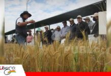 El trigo vuelve a ser protagonista con una jornada de innovación y tecnología El Día Nacional del Trigo mostrará las últimas innovaciones/ Foto: Internet