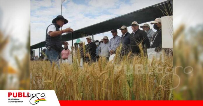 El Día Nacional del Trigo mostrará las últimas innovaciones/ Foto: Internet