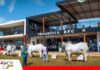Fexposiv 2026 abre su agenda con el desafío de impulsar la genética, los negocios y la productividad ganadera Fexposiv 2026 tendrá juzgamiento de animales de alto valor genético/ Foto: Fexposiv