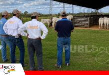 Cabaña Jenecherú prepara una oferta genética de alto valor para la Fexposiv Jenecherú llevará genética de élite a sus tres remates/ Foto: Cabaña Jenecherú