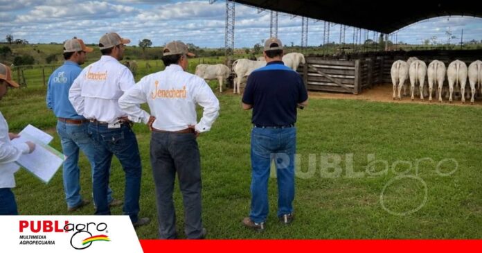 Jenecherú llevará genética de élite a sus tres remates/ Foto: Cabaña Jenecherú