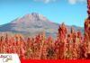 Quinua, el “grano sagrado” que Bolivia busca revalorizar en la alimentación diaria La quinua busca recuperar protagonismo en la mesa de los bolivianos/ Foto: Internet