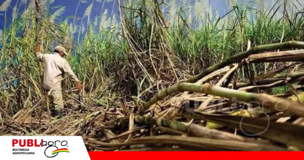 La caña aun en campo porque no hay diésel para cosechar/ Foto: Internet