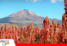 Quinua, el “grano sagrado” que Bolivia busca revalorizar en la alimentación diaria La quinua busca recuperar protagonismo en la mesa de los bolivianos/ Foto: Internet