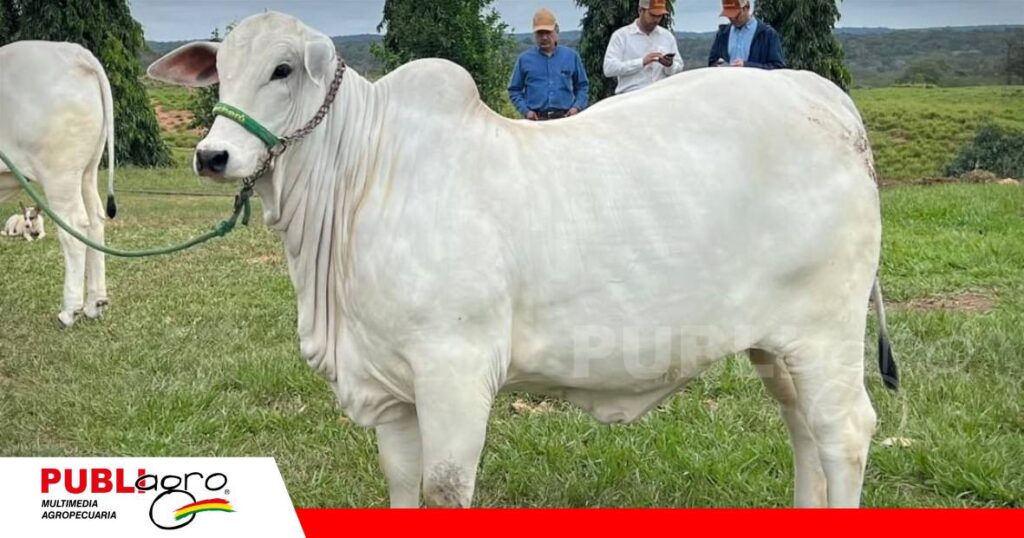Del campo a la pista: Jenecherú exhibirá su mejor genética/ Foto: Cabaña Jenecherú
