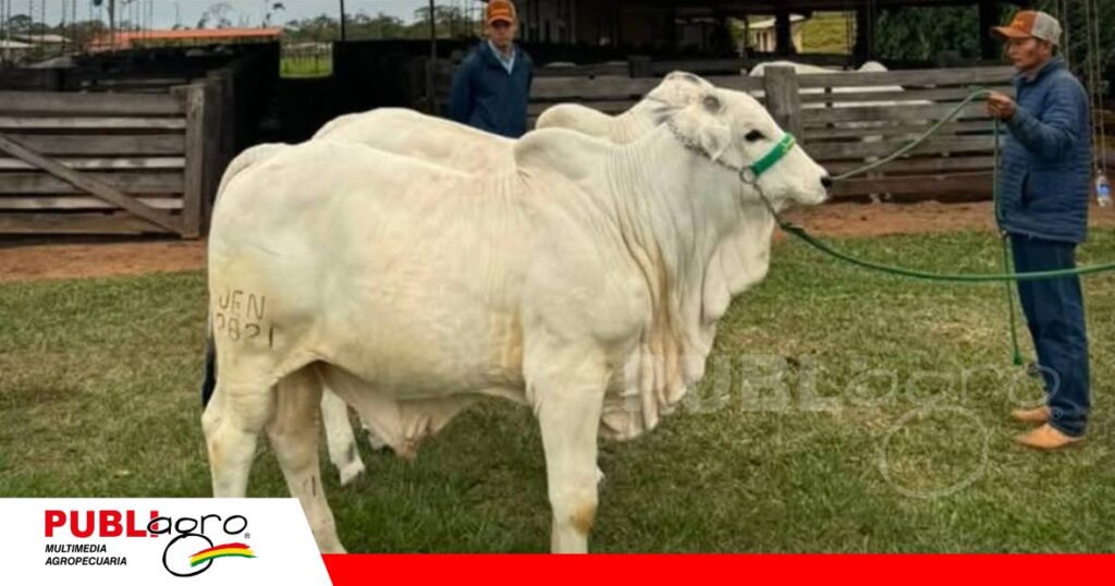 Ejemplares seleccionados para fortalecer la productividad ganadera/ Foto: Cabaña Jenecherú