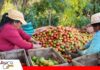 CONFEAGRO impulsa creación de fideicomiso de Bs 2.500 millones para reactivar el agro nacional Proponen fondo de apoyo al agro/ Foto: El Deber
