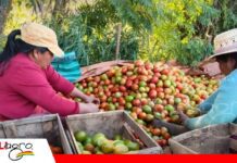 CONFEAGRO impulsa creación de fideicomiso de Bs 2.500 millones para reactivar el agro nacional Proponen fondo de apoyo al agro/ Foto: El Deber