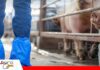 Nuevas variantes de PRRS en Estados Unidos encienden las alertas de la porcicultura mundial La nueva variante genética PRRS, puede causar problemas reproductivos / Foto: Internet