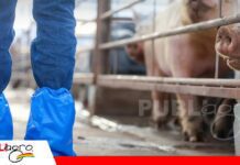 Nuevas variantes de PRRS en Estados Unidos encienden las alertas de la porcicultura mundial La nueva variante genética PRRS, puede causar problemas reproductivos / Foto: Internet