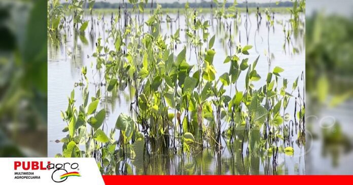 Hectáreas de soya bajo el agua en el norte de Santa Cruz / Foto: Internet