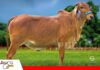 Entre genética campeona y nuevas historias ganaderas, Esterlina prepara un remate diferente Genética campeona y espíritu de confraternización/ Foto: Cabaña Esterlina