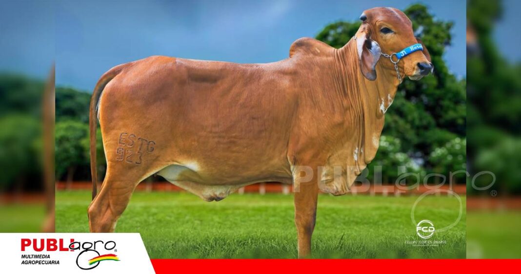Genética campeona y espíritu de confraternización/ Foto: Cabaña Esterlina
