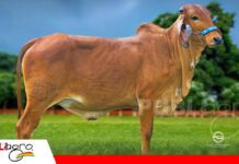 Entre genética campeona y nuevas historias ganaderas, Esterlina prepara un remate diferente Genética campeona y espíritu de confraternización/ Foto: Cabaña Esterlina
