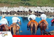 José Leonardo Ardaya: 42 años forjando un legado ganadero en la Chiquitania Cabaña Jenecherú, 42 años de historia ganadera/ Foto: Cabaña Jenecherú