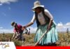 Gobierno traza nueva política agropecuaria y destaca visión de pequeños productores de convertirse en empresarios Pequeños productores buscan convertirse en pequeños empresarios/ Foto: Internet