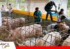 Santa Cruz refuerza la vigilancia sanitaria para proteger la producción porcina Estudio epidemiológico apunta a fortalecer la sanidad/ Foto: Senasag