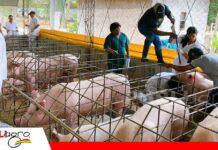Santa Cruz refuerza la vigilancia sanitaria para proteger la producción porcina Estudio epidemiológico apunta a fortalecer la sanidad/ Foto: Senasag
