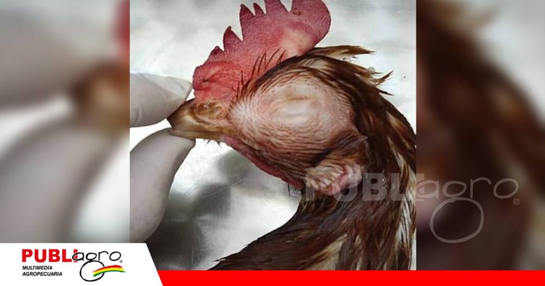 Coriza infecciosa, enfermedad endémica/ Foto: Internet