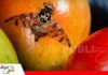 Mosca de la Fruta: el enemigo silencioso que amenaza la producción frutícola en los valles cruceños, Porongo y el Chapare Mosca adulta sobre fruto hospedero - La mosca de la fruta (Ceratitis capitata) puede infestar más de 250 especies de frutas y constituye una de las principales amenazas para la producción y exportación frutícola. Foto: Internet