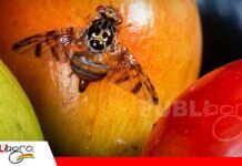 Mosca de la Fruta: el enemigo silencioso que amenaza la producción frutícola en los valles cruceños, Porongo y el Chapare Mosca adulta sobre fruto hospedero - La mosca de la fruta (Ceratitis capitata) puede infestar más de 250 especies de frutas y constituye una de las principales amenazas para la producción y exportación frutícola. Foto: Internet